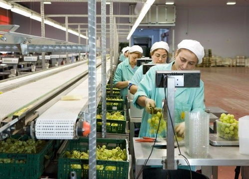 食品安全 食品質量的關鍵因素